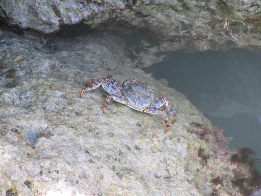Lots of crabs here waiting for the glass-bottom boat